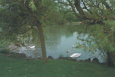 Wetland wildlife at Pwll-y-Waun, Porthcawl